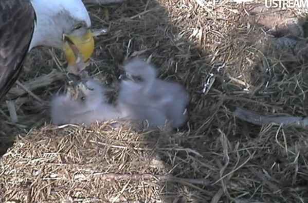 ScreenHunter_50 Apr. 01 17.04.jpg